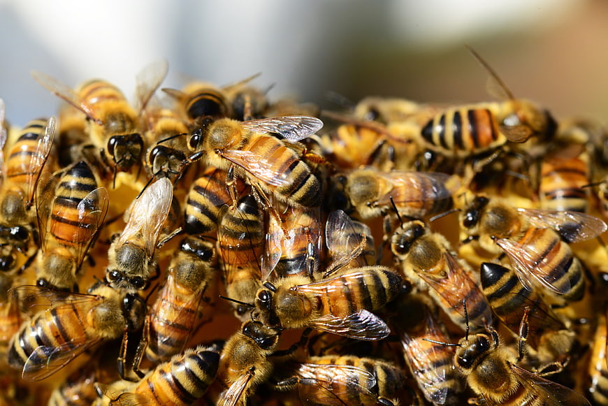 Close-up of Honey Bees Clustered on Hive