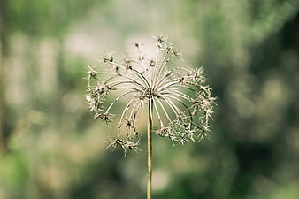 Dried Wildflower Seed Head Against Blurred Green Background