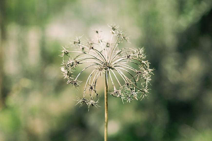 Dried Wildflower Seed Head Against Blurred Green Background