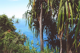 Tropical Pandanus Trees Overlooking Deep Blue Ocean