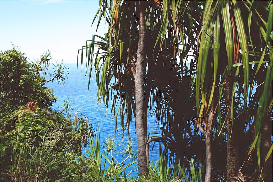 Tropical Pandanus Trees Overlooking Deep Blue Ocean