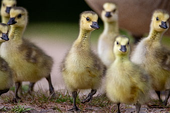 Cute fluffy yellow goslings walking in a group on grass