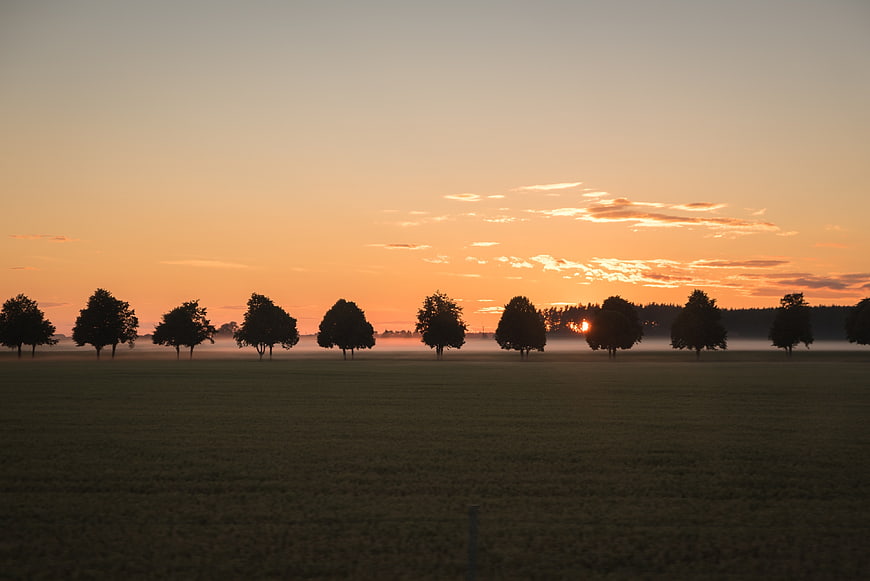 Silhouetted Trees in Misty Field at Sunrise