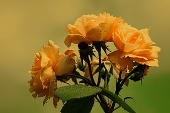 Yellow Roses with Dewdrops on Green Background