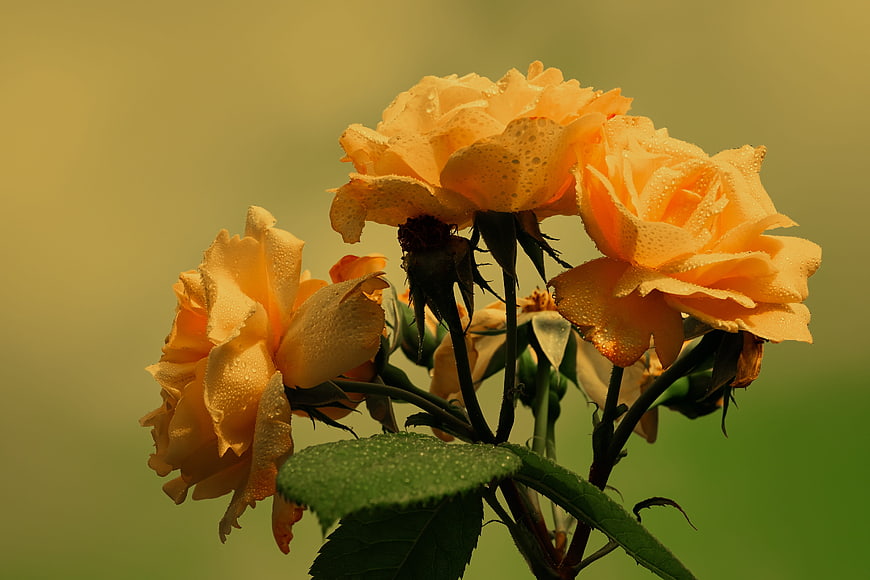 Yellow Roses with Dewdrops on Green Background