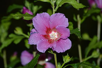 Close-up of a vibrant pink hibiscus flower with water droplets