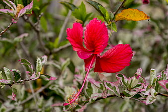 Vibrant Red Hibiscus Flower with Variegated Leaves