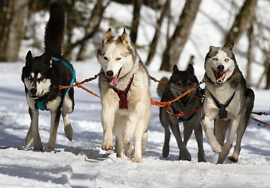 Energetic Husky Sled Dog Team Running in Snow