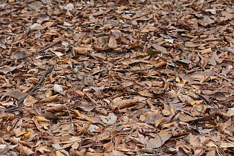 Textured background of dry brown autumn leaves on forest floor
