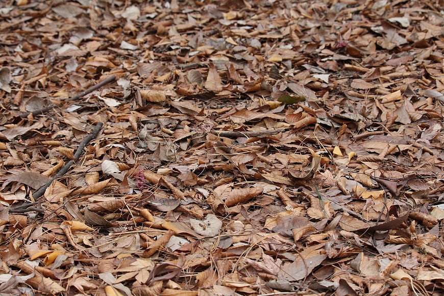 Textured background of dry brown autumn leaves on forest floor