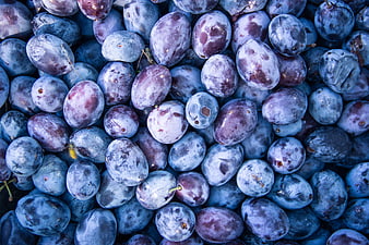 Close-up of fresh purple plums with natural bloom