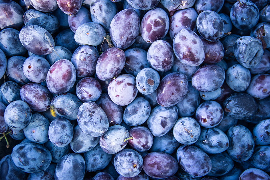 Close-up of fresh purple plums with natural bloom