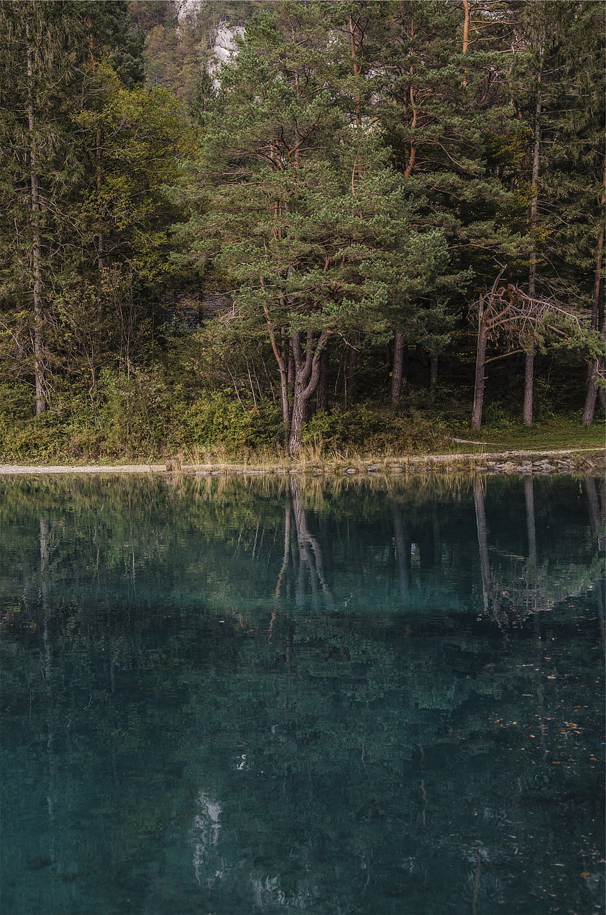 Serene Pine Forest Reflection in Calm Lake Water