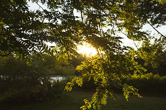 Sunlight filtering through green tree leaves in a park