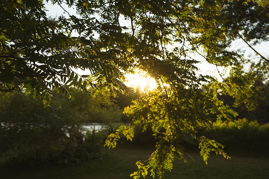 Sunlight filtering through green tree leaves in a park