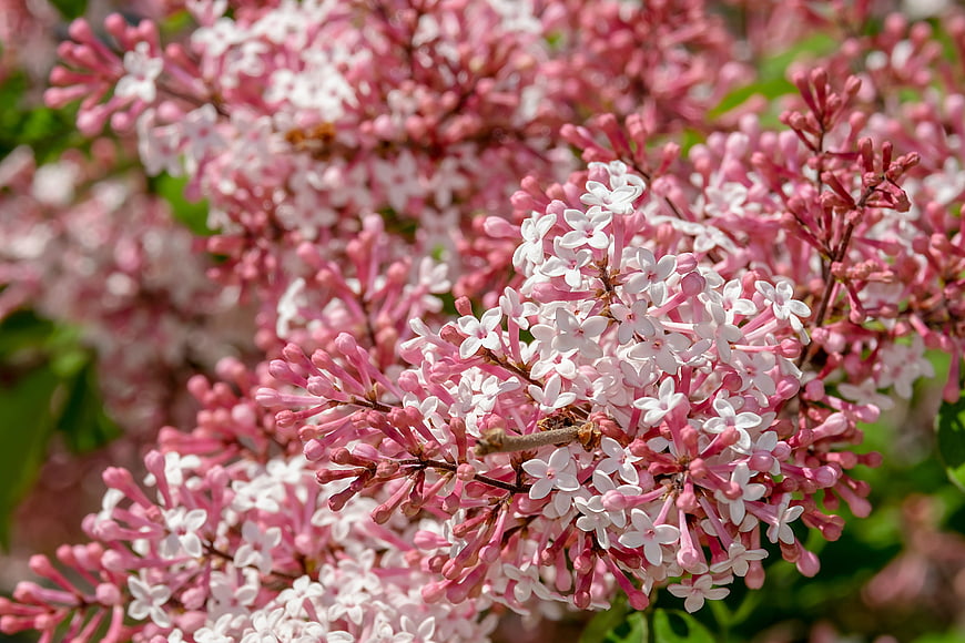 Close-up of blooming pink and white lilac flowers in spring