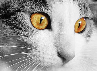 Close-up of Cat Face with Selective Color Amber Eyes