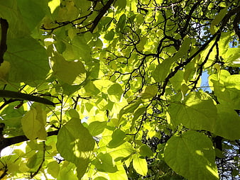 Sunlit Green Tree Leaves And Branches From Below