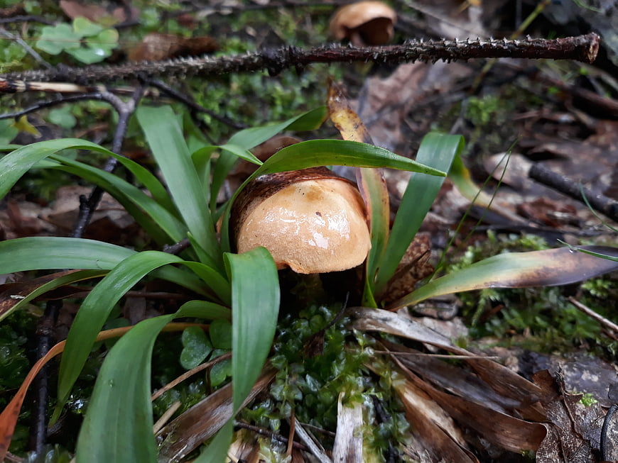 Close-up of a wild mushroom growing in a forest