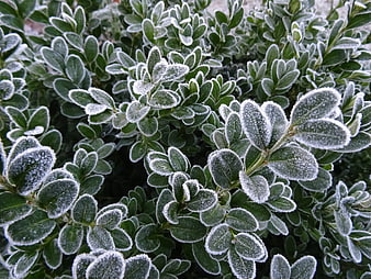Close-up of green boxwood leaves covered in white frost