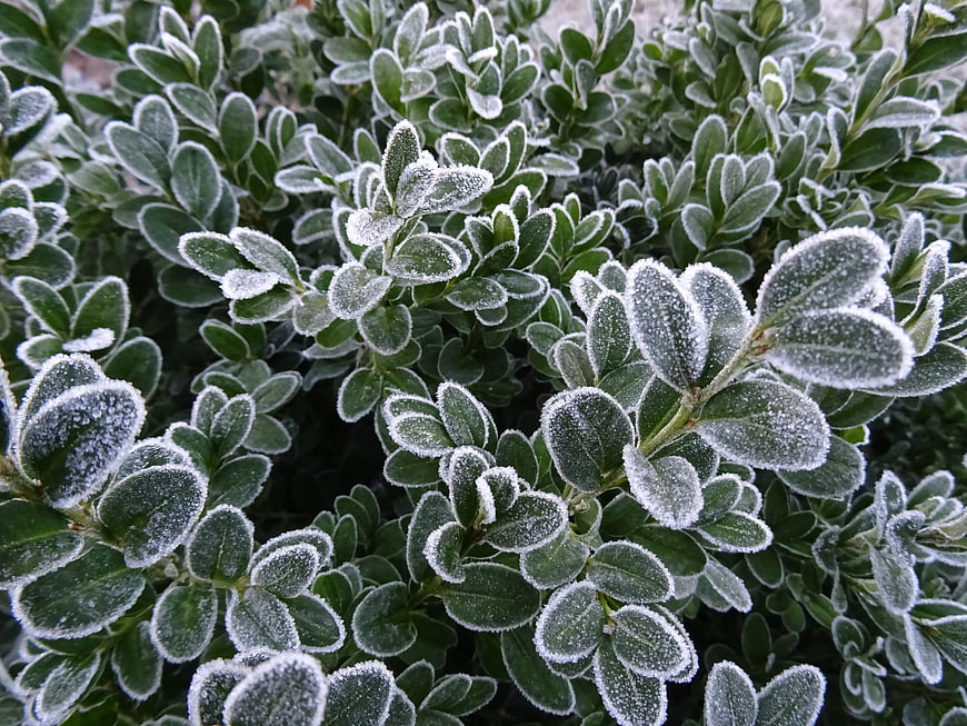 Close-up of green boxwood leaves covered in white frost