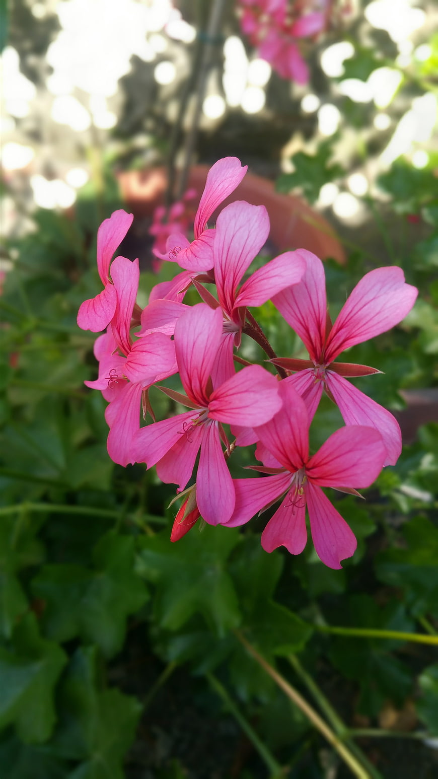Close-up of vibrant pink geranium flowers in a garden