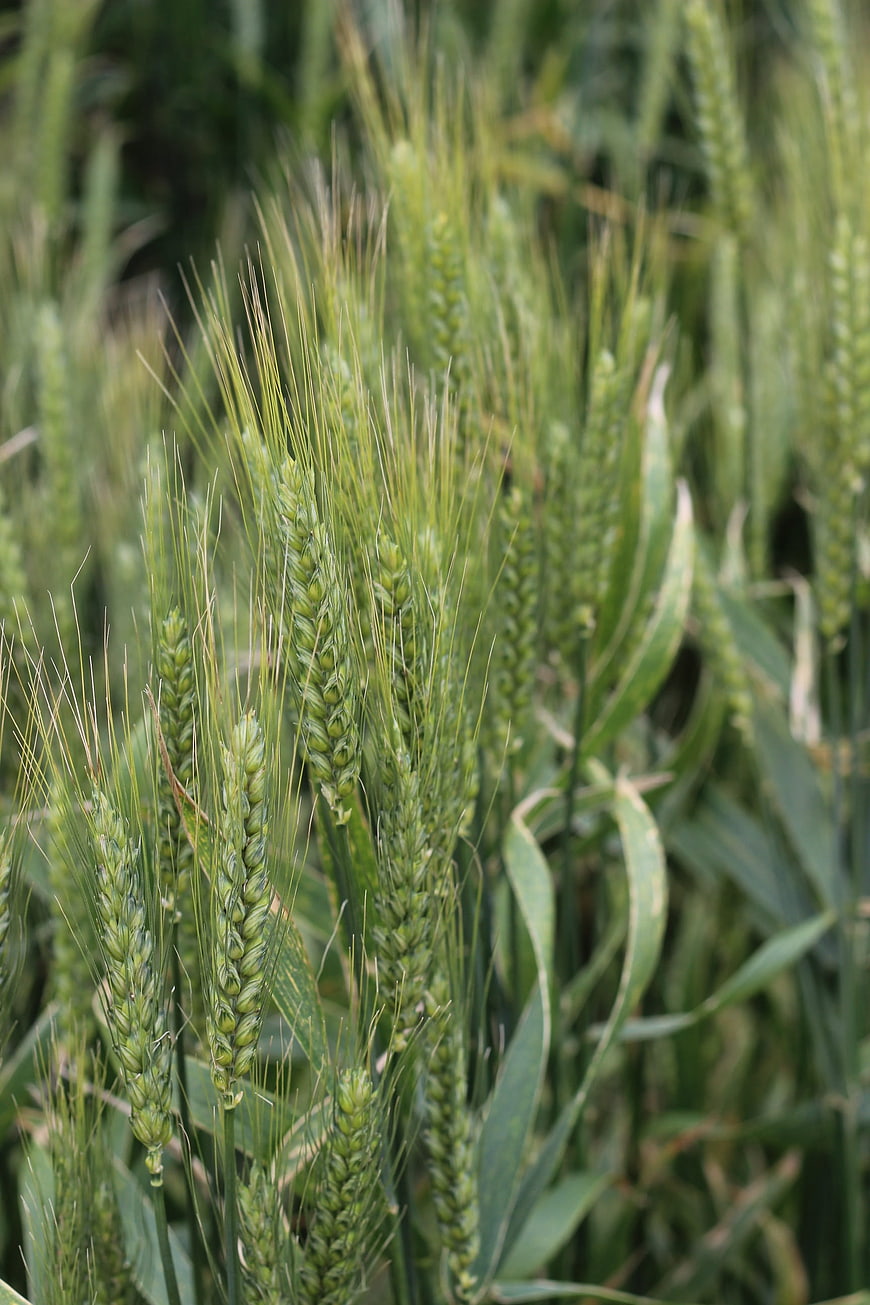 Close-up of Green Wheat Ears in a Field