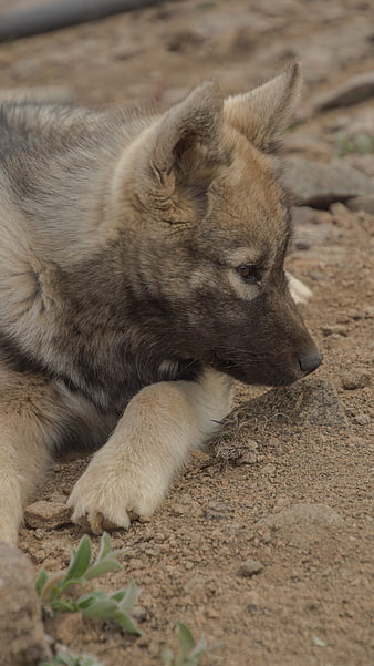 Cute Greenland Dog Puppy Resting on Sandy Ground