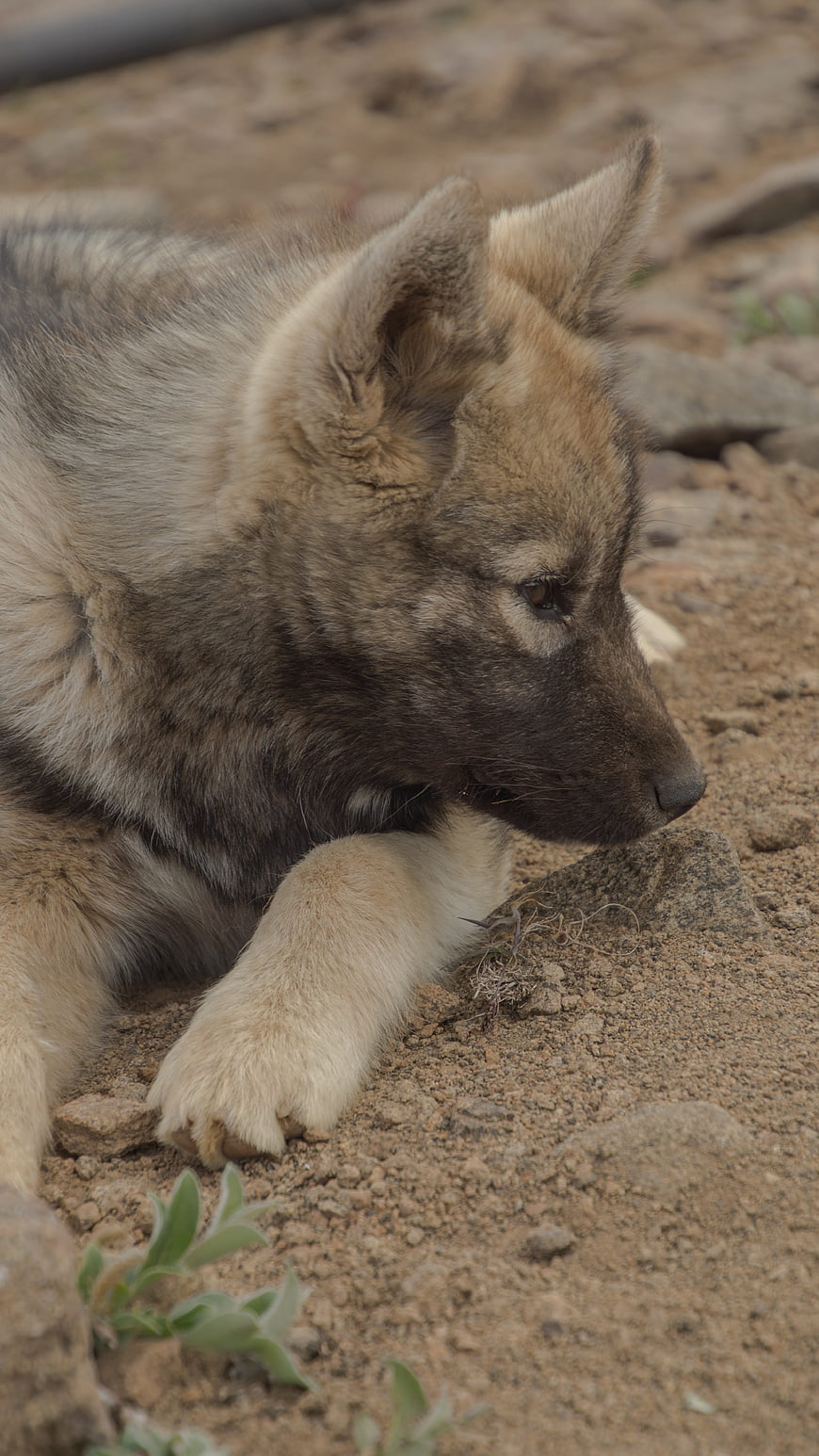 Cute Greenland Dog Puppy Resting on Sandy Ground