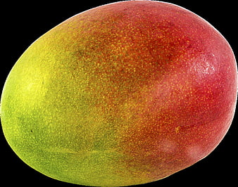 Ripe Red and Green Mango Close Up On Black Background