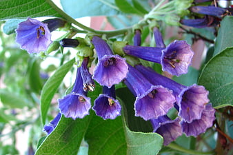 Close-up of vibrant purple bell-shaped flowers on green plant