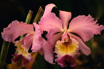 Close-up of pink cattleya orchids with yellow centers