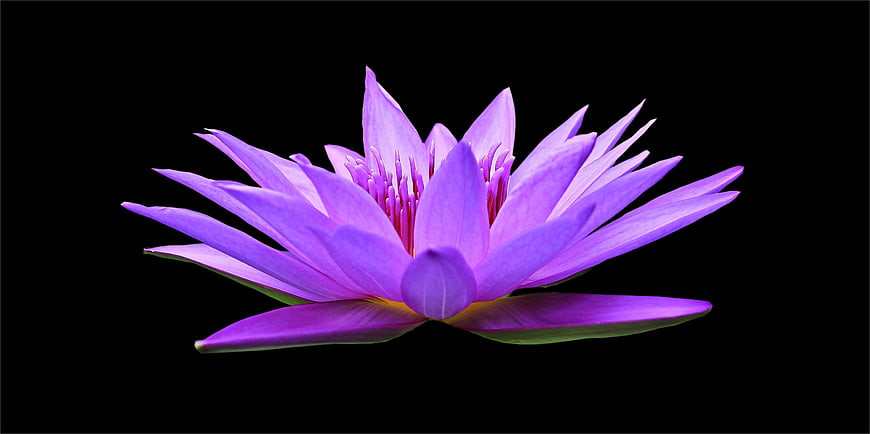 Purple Water Lily on Black Background