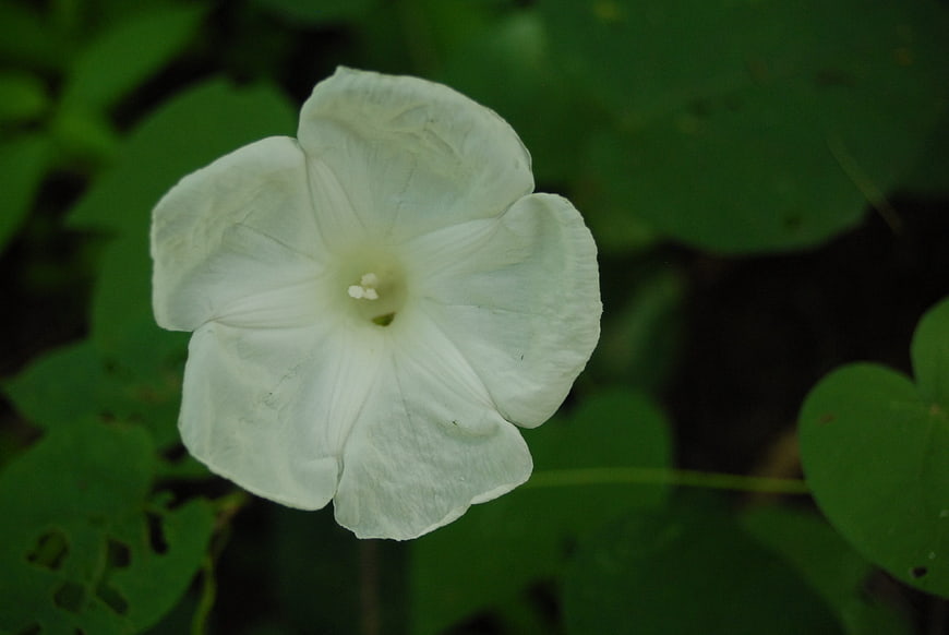White Morning Glory Flower Close-Up on Green Leaves