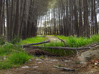 Forest path blocked by fallen logs and scattered trash