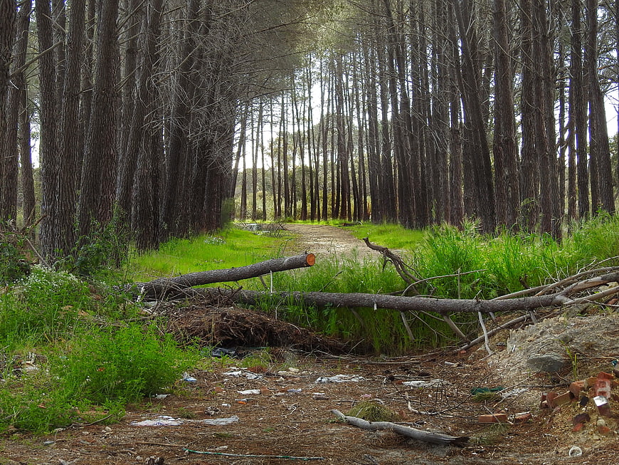 Forest path blocked by fallen logs and scattered trash