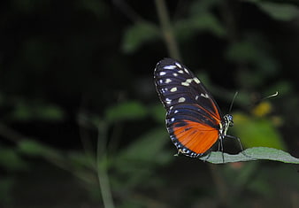 Black and Orange Butterfly on Green Leaf