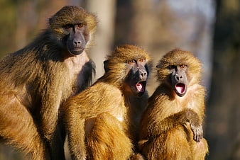 Three Olive Baboons Sitting Together in Sunlight