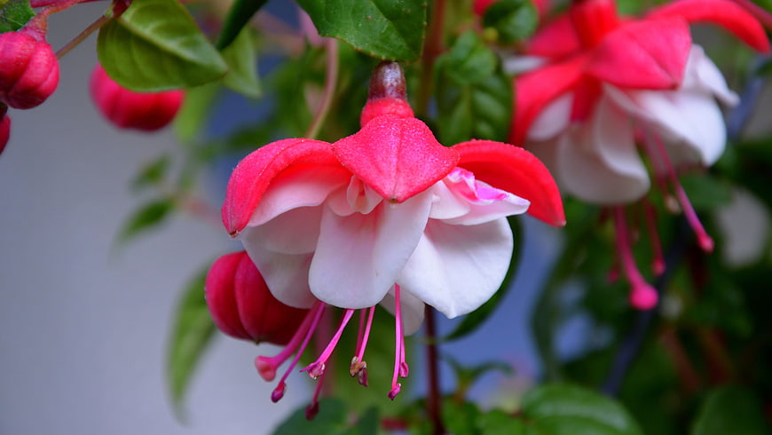 Close-up of Pink and White Fuchsia Flower Blooming