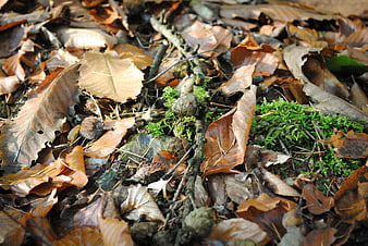 Close-up of autumn forest floor with moss and leaves