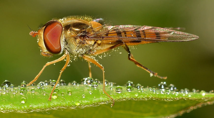 Macro photography of hoverfly on dew-covered leaf