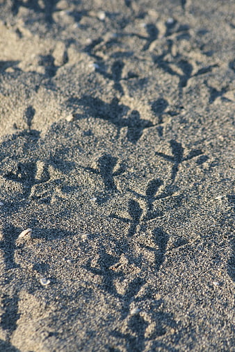 Bird Footprints in Sand on Beach