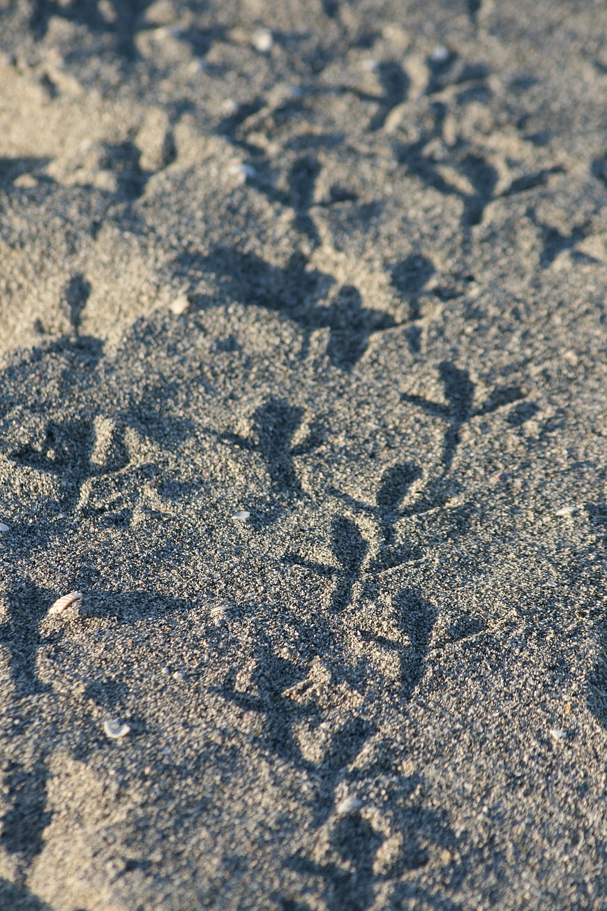 Bird Footprints in Sand on Beach