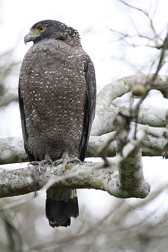 Crested Serpent Eagle Perched on Tree Branch
