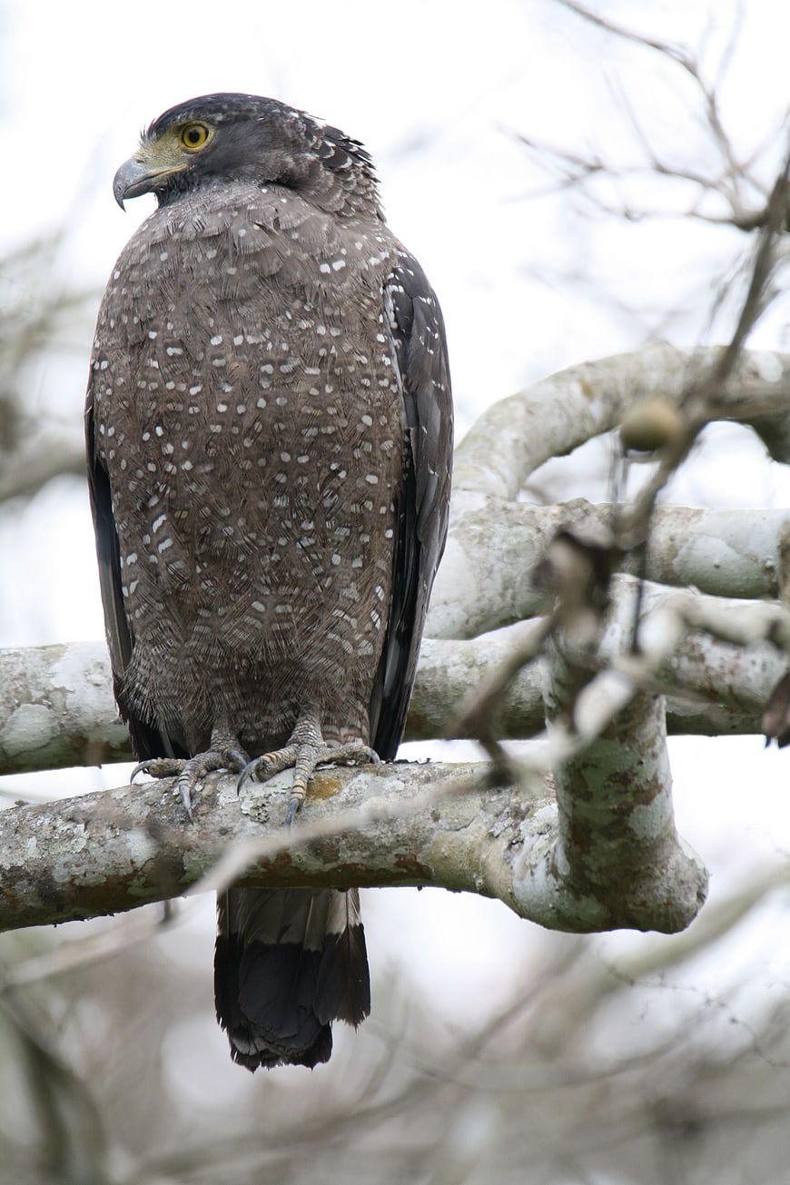 Crested Serpent Eagle Perched on Tree Branch