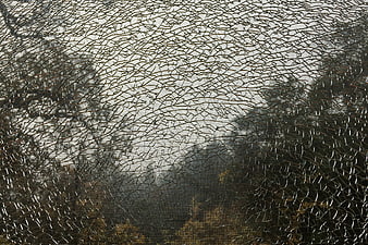 Cracked Safety Glass Texture with Blurred Forest Background