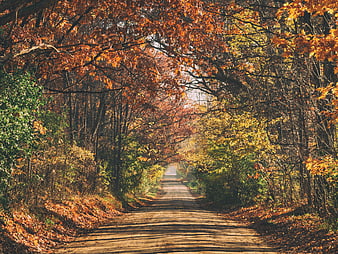 Sunlit Forest Road in Autumn with Orange and Yellow Leaves