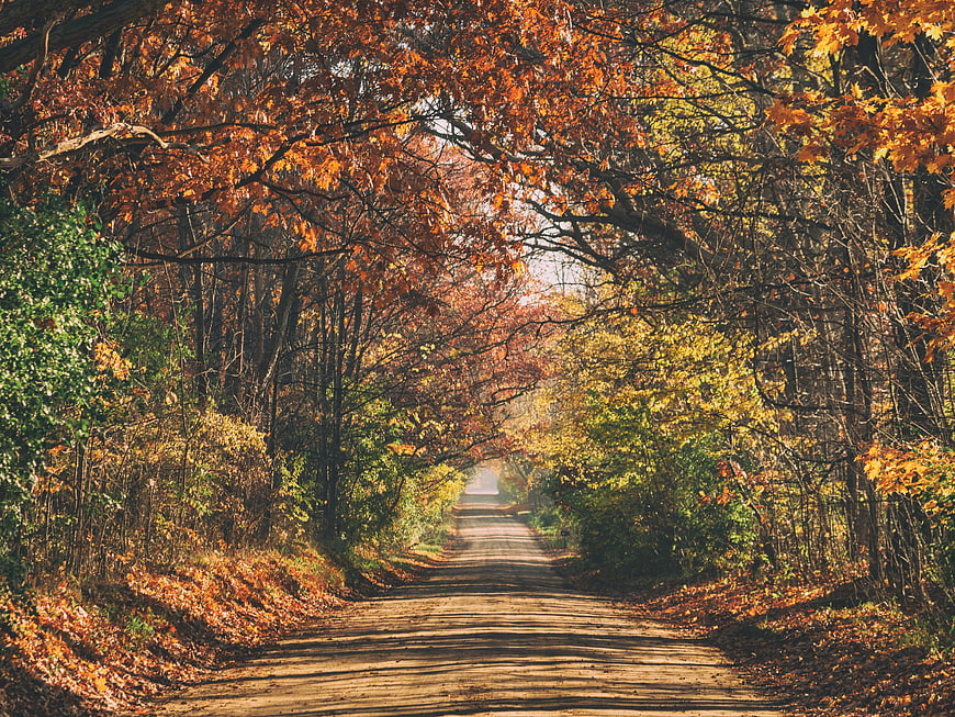 Sunlit Forest Road in Autumn with Orange and Yellow Leaves