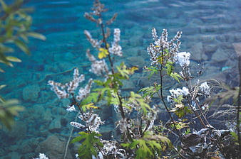 White wildflowers growing beside clear blue water