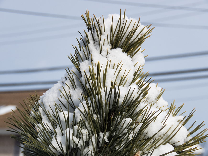 Snow-covered pine tree top against blue siding